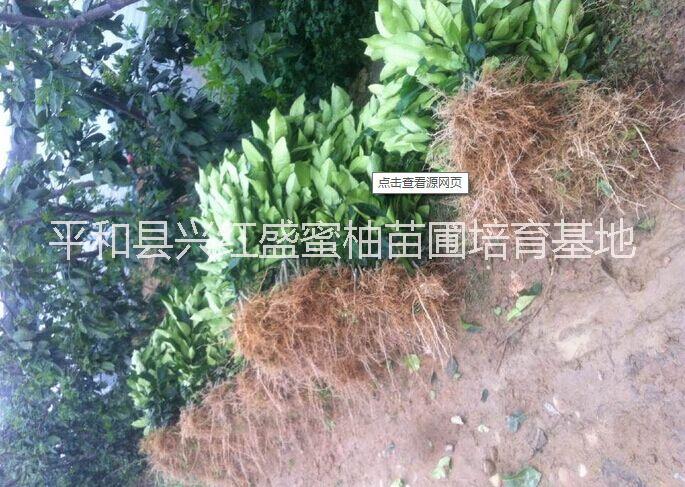供應(yīng)平和三紅蜜柚苗價格