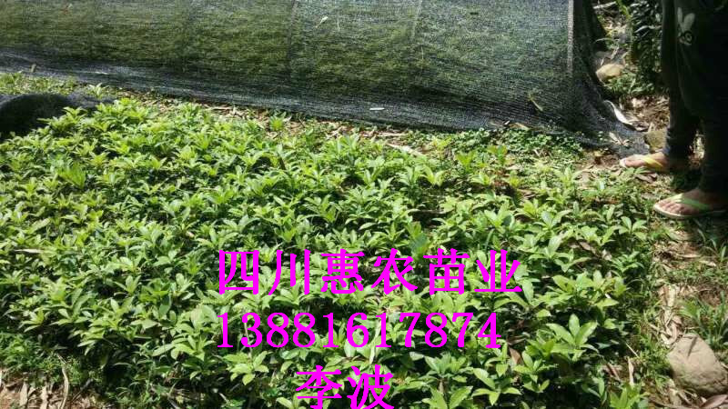 出售*茶樹(shù)苗價(jià)格批發(fā)，*茶價(jià)格，*茶樹(shù)苗種植園