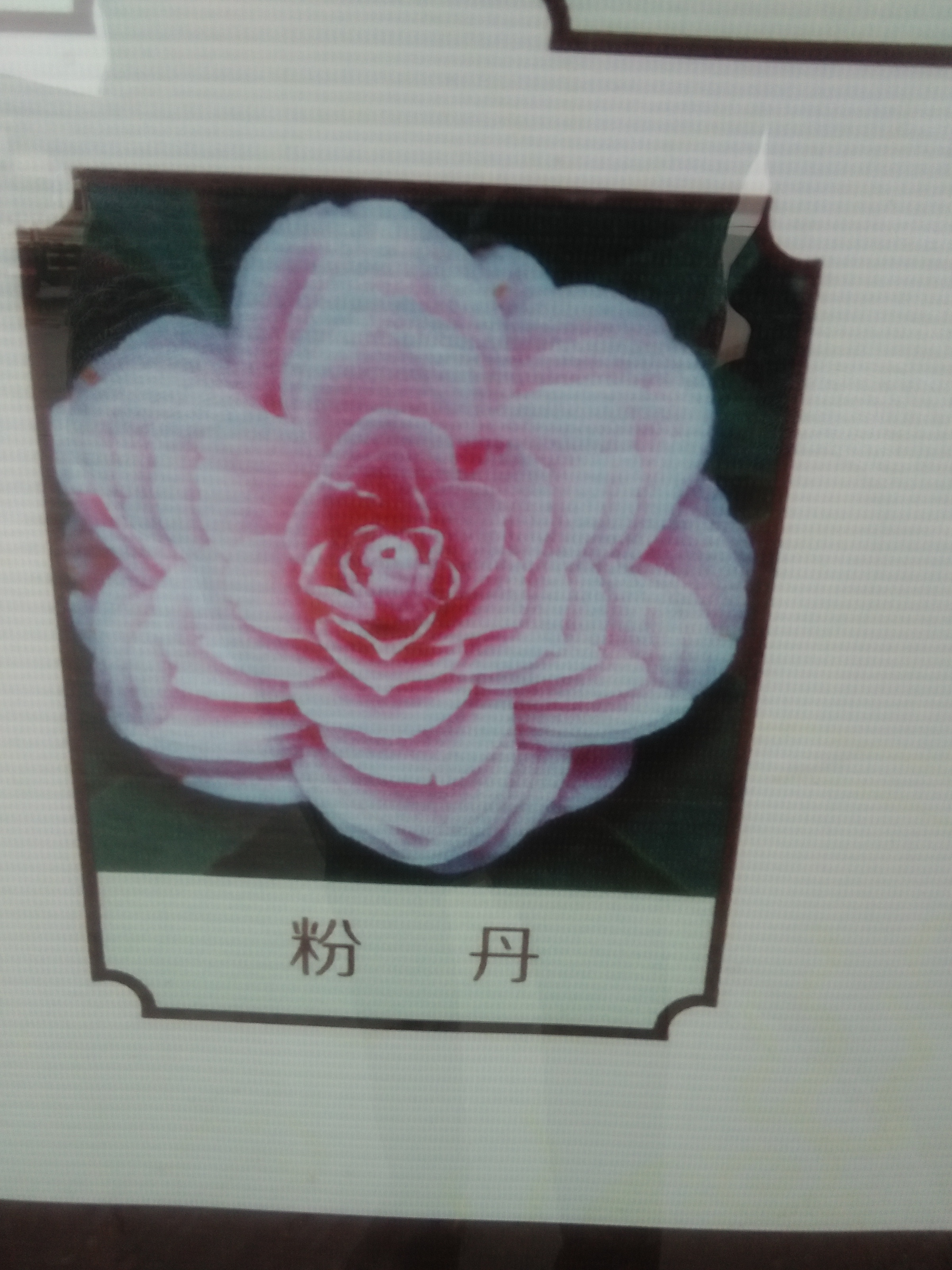 供應(yīng)茶花嫁接法，浙江茶花嫁接法，金華茶花嫁接，油茶嫁接技術(shù)，金華嫁接茶花技術(shù)