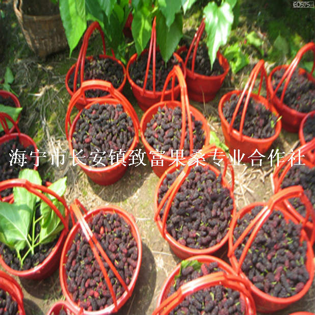 供應(yīng)大十果桑苗