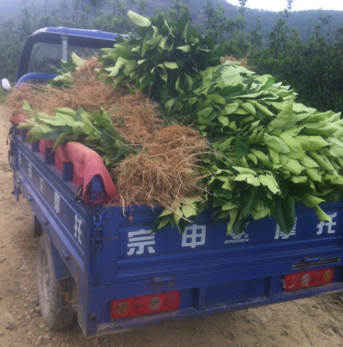 供應(yīng)平和黃肉蜜柚種苗找興紅盛信譽高、平和黃心蜜柚果苗|平和黃心蜜柚幼苗