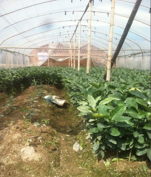 供應(yīng)平和黃心蜜柚果苗批發(fā)價(jià)錢、黃心蜜柚小苗、黃心蜜柚種苗