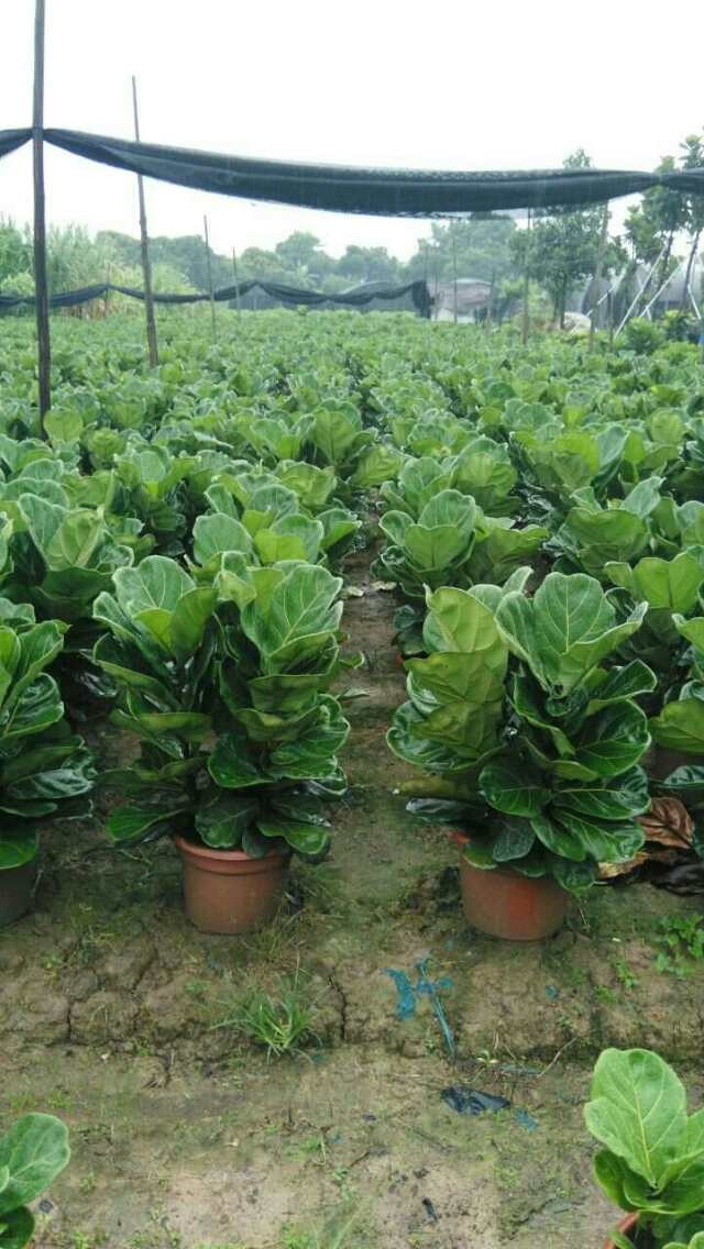 廣東琴葉榕種植基地直銷批發(fā) 琴葉榕特性 琴葉榕盆栽