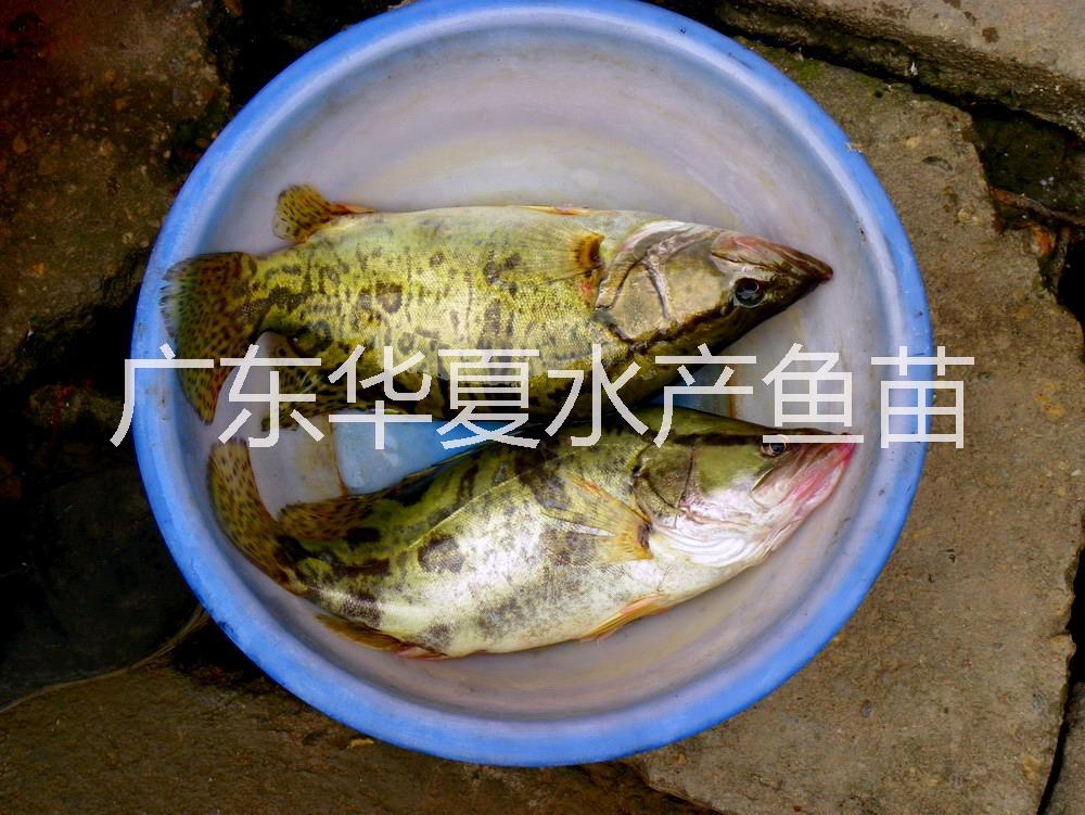 供應(yīng)用于魚苗的桂花魚苗，桂魚，桂花魚價(jià)格