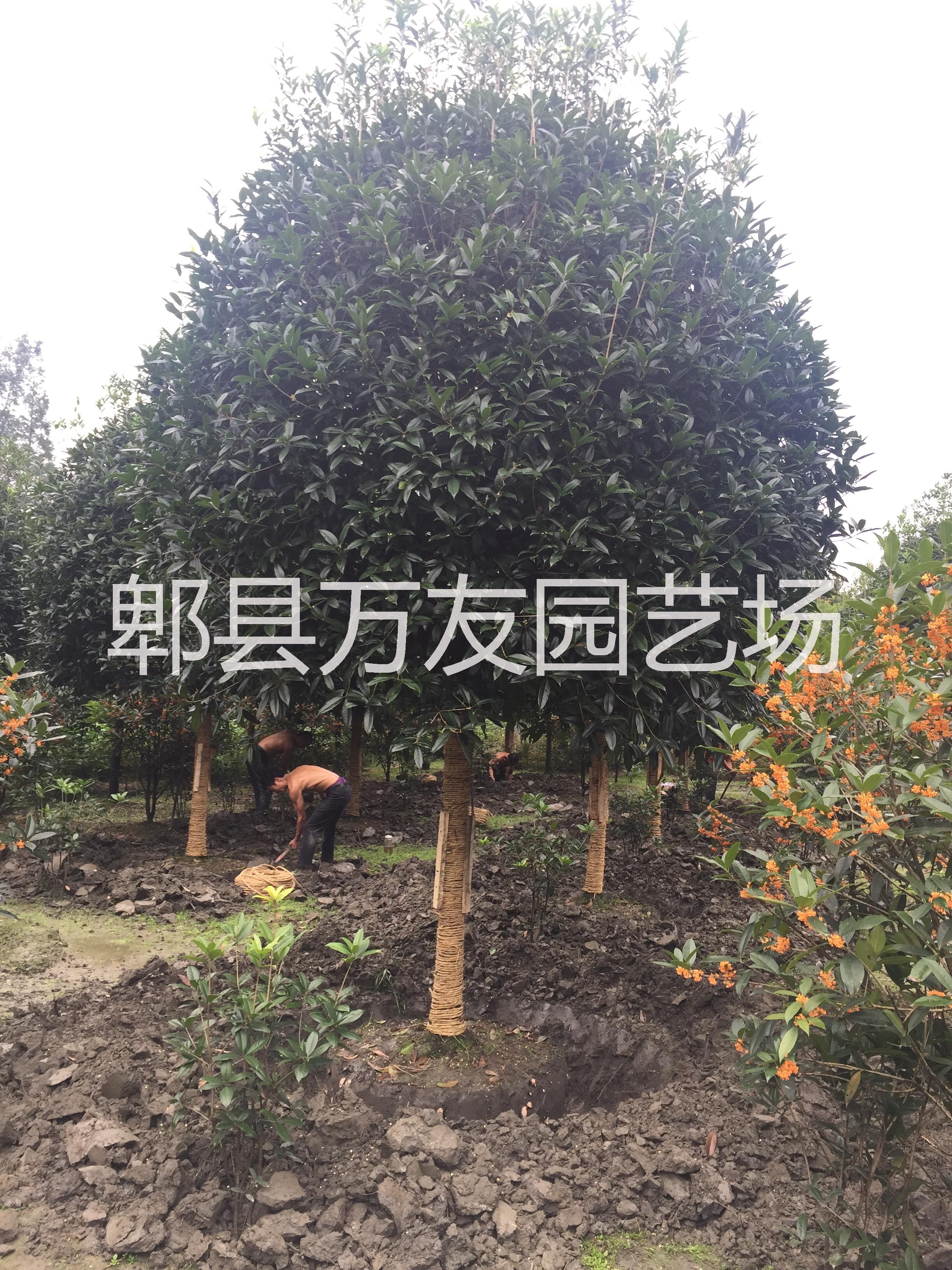 供應(yīng)四川成都高桿桂花，成都高桿桂花批發(fā)價格