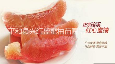 供應平和新三紅蜜柚苗興紅盛基報價、價廉純正