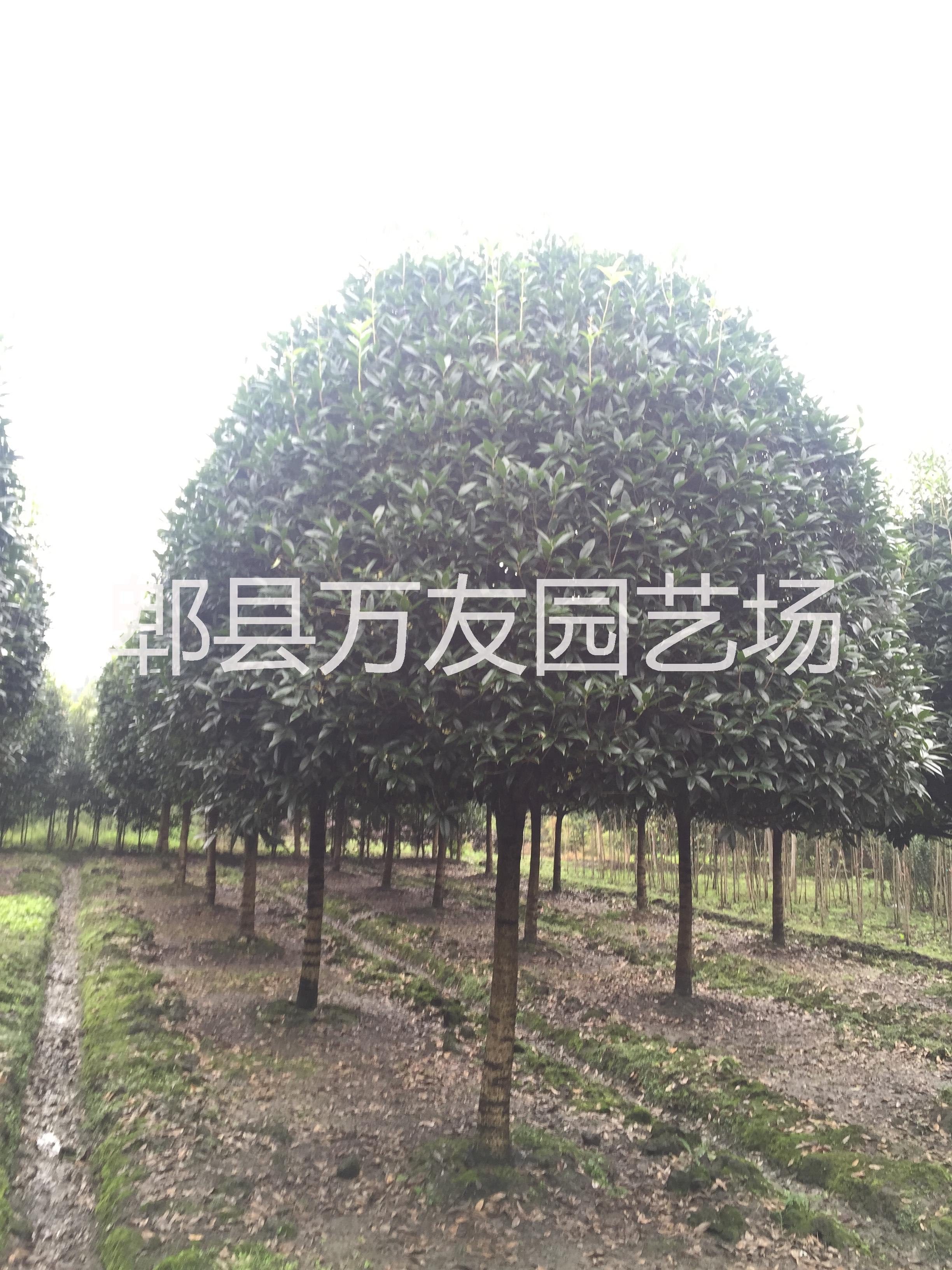 供應(yīng)高桿桂花批發(fā)/高桿桂花價(jià)格/高桿桂花/成都高桿桂花