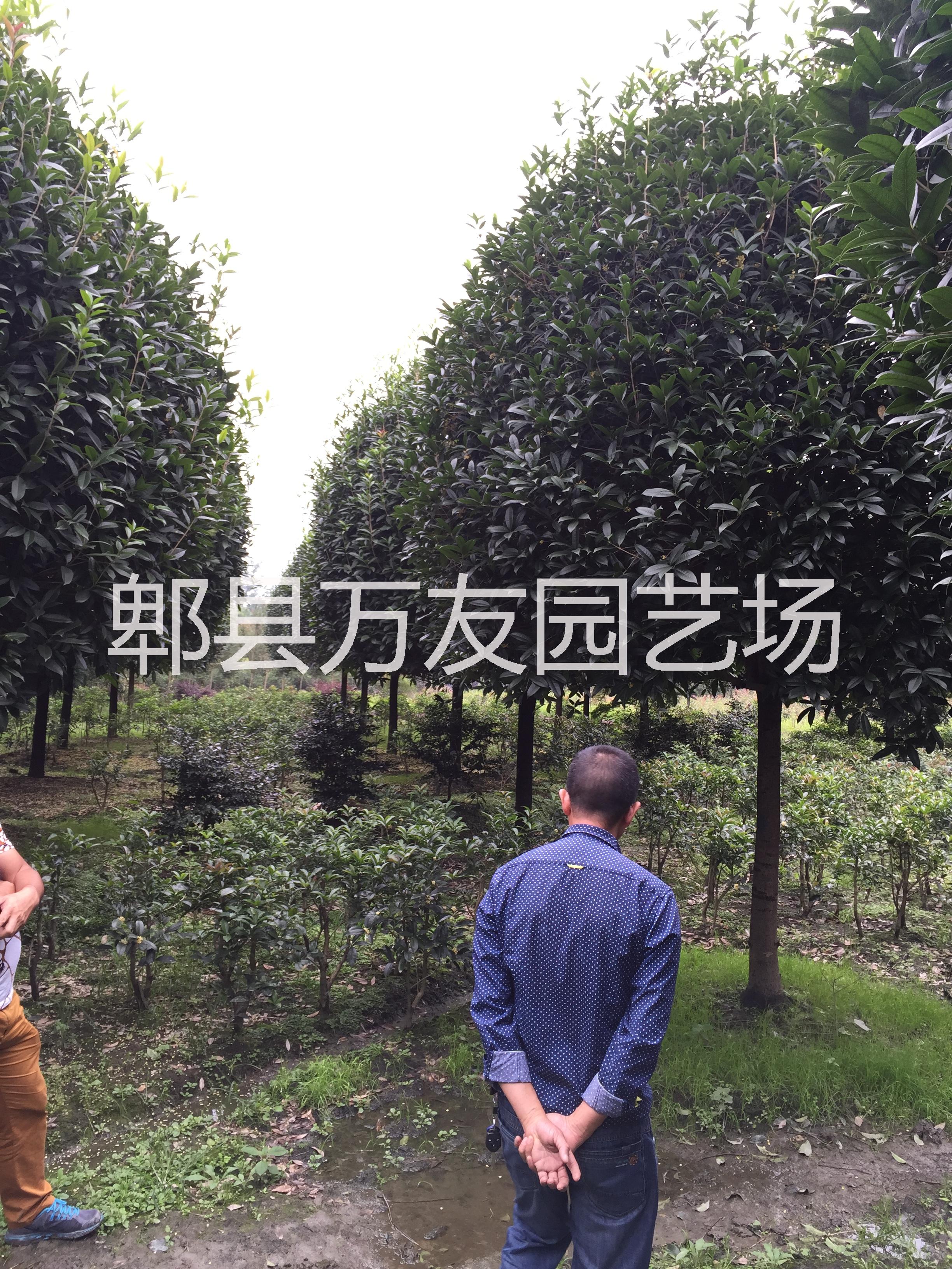 供應(yīng)成都桂花/四川桂花批發(fā)/四川桂花/成都高桿桂花/四川高桿桂花價格