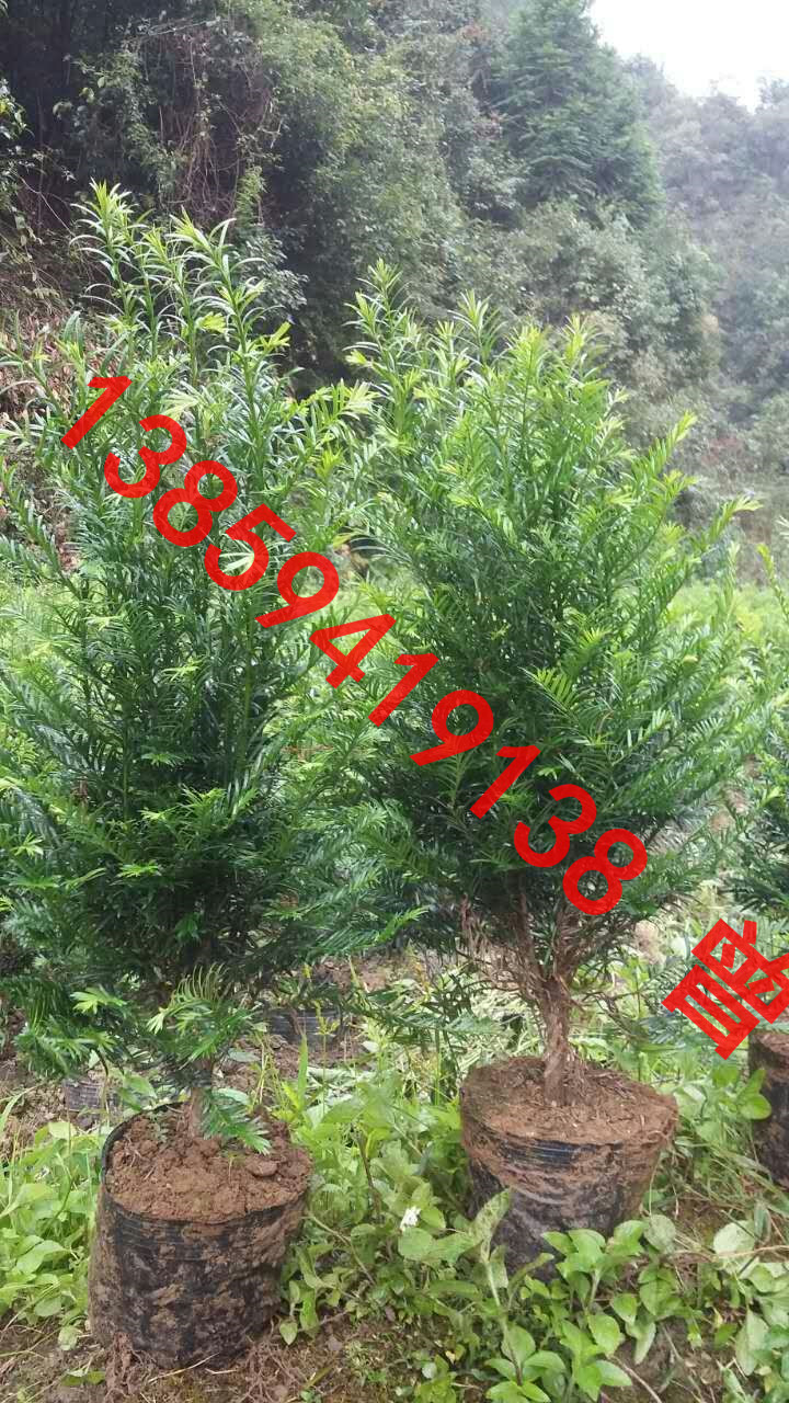 供應(yīng)紅豆杉小盆景