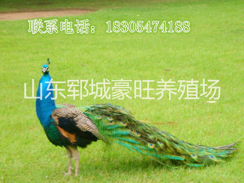 供應(yīng)北京大興區(qū)出*多少錢一組