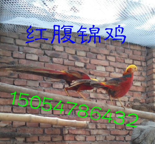 供應(yīng)紅腹錦雞養(yǎng)殖，紅腹錦雞多少錢一