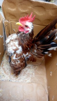 供應(yīng)供應(yīng)天津翻毛雞 供應(yīng)翻毛雞養(yǎng)殖，紅腹錦雞銷售