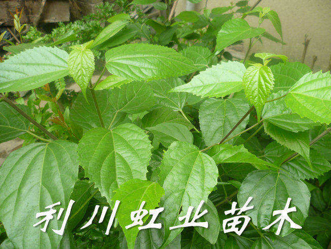 供應利川豆腐樹苗