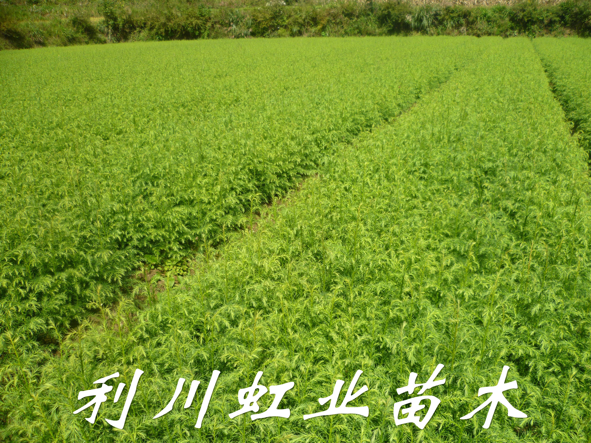 供應柳杉小苗/30-60公分柳杉小苗