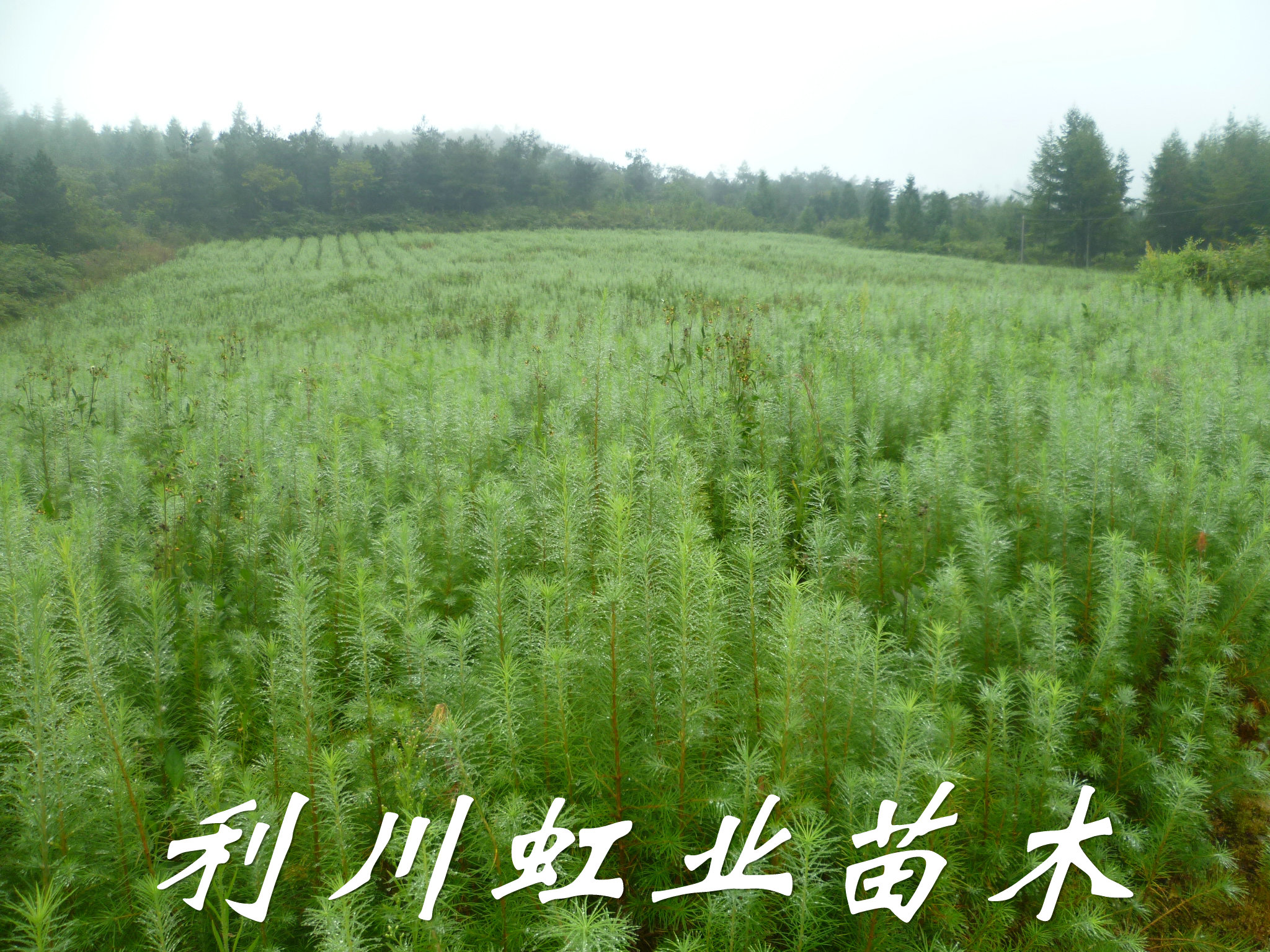 供應(yīng)30-50公分日本落葉松苗
