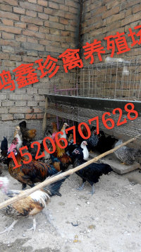 供應(yīng)臨沂翻毛雞價格元寶雞養(yǎng)殖場