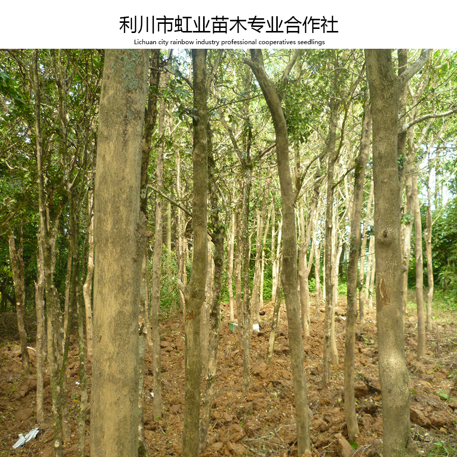 供應(yīng)高山小葉瓜子黃楊米徑4-6公分