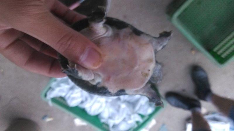 供應(yīng)湖北甲魚苗養(yǎng)殖基地批發(fā)價(jià)格多少錢-湖北甲魚苗哪家好