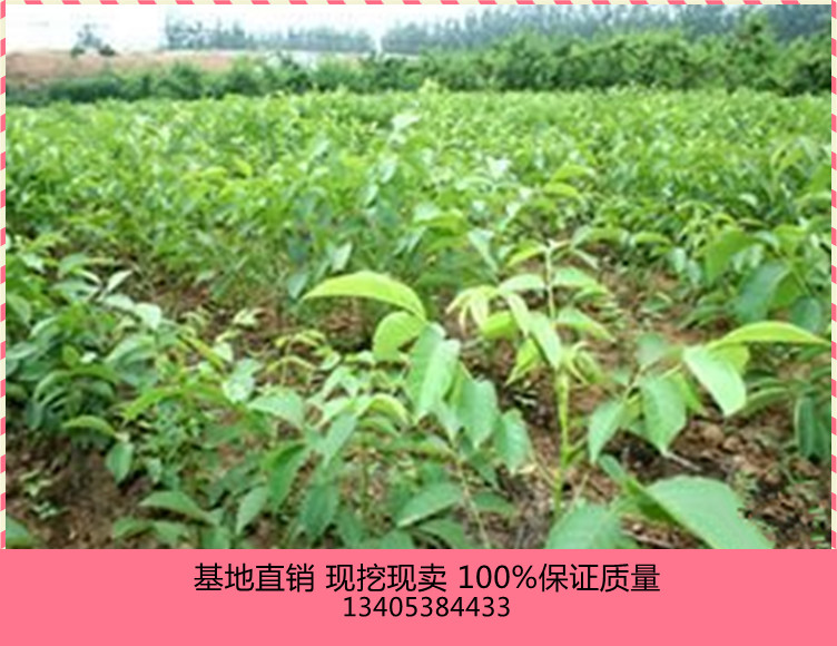 供應(yīng)云南1公分核桃苗價(jià)格1公分嫁接苗今年什么價(jià)格