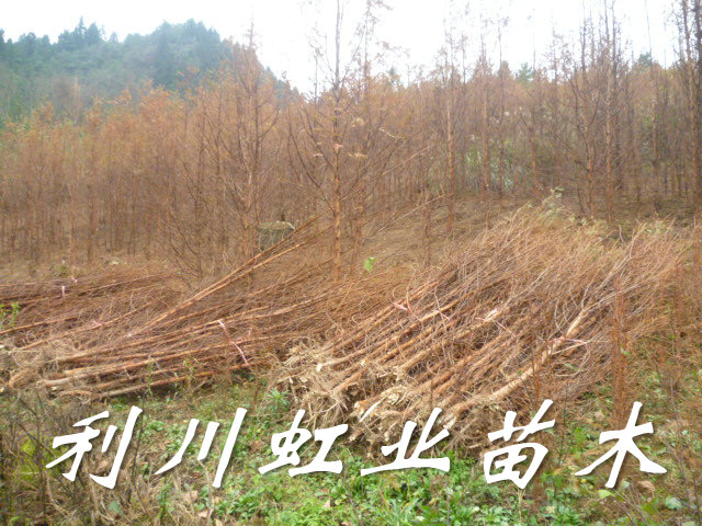 供應(yīng)米徑2-3公分水杉苗/湖北利川米徑2-3公分水杉苗5萬棵