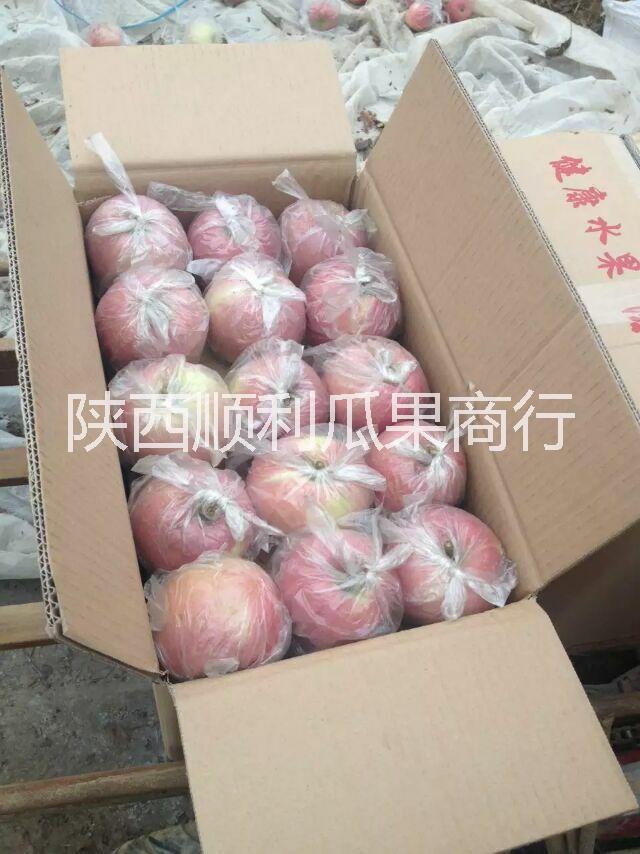 供應(yīng)冷庫高原紅蘋果 冷庫高原紅膜袋紅富士80#包裝 產(chǎn)地直銷價格