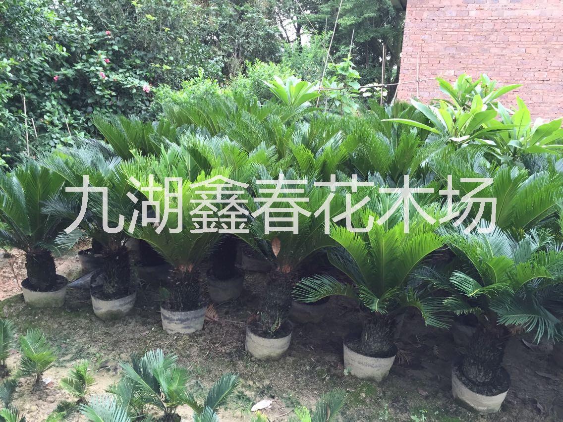 供應蘇鐵鐵樹批發(fā) 鐵樹價格 高桿鐵樹盆景 漳州鐵樹種植基地
