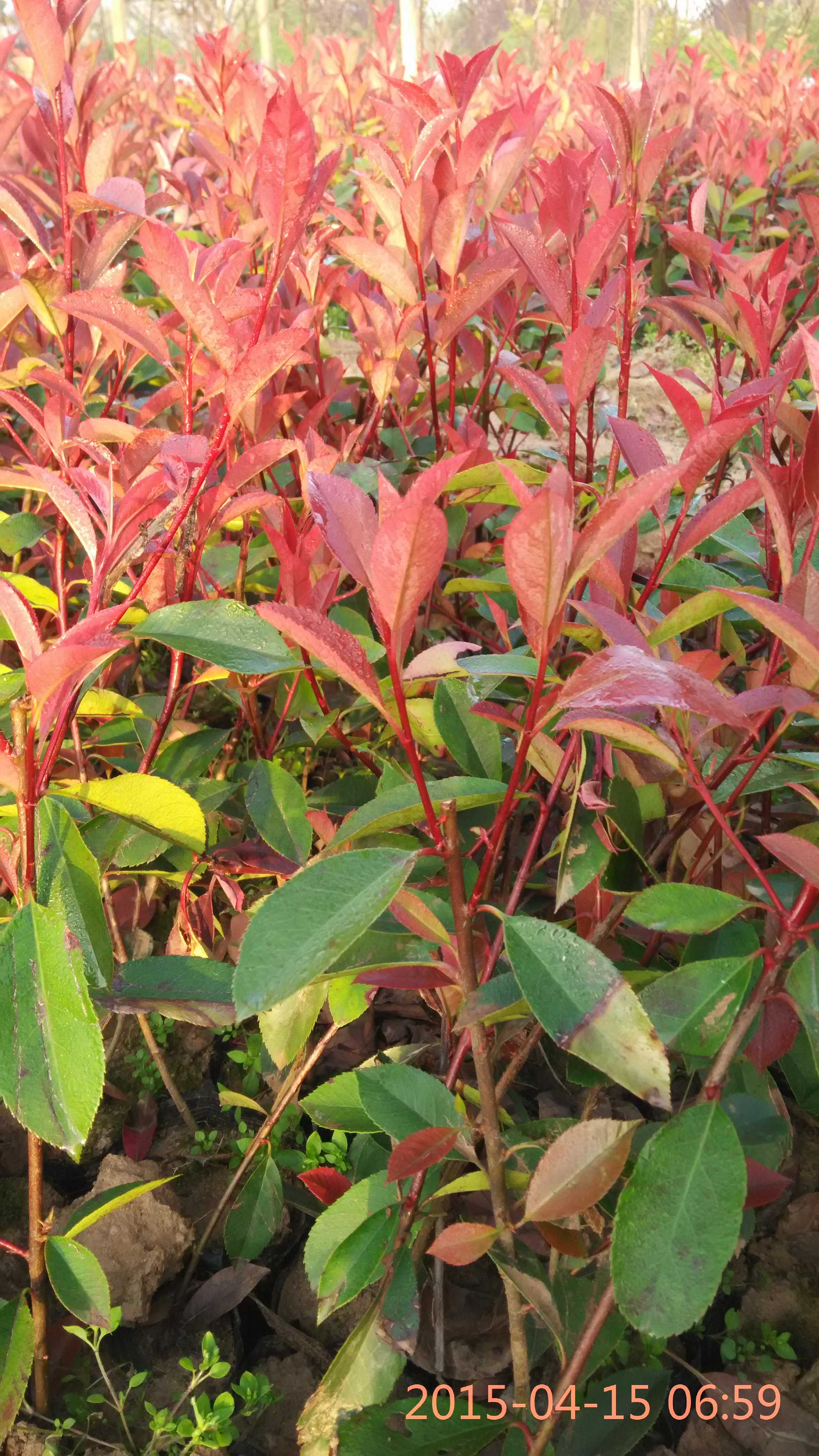 紅葉石楠大杯苗，紅葉石楠碗碗苗批發(fā)，紅葉石楠杯裝苗