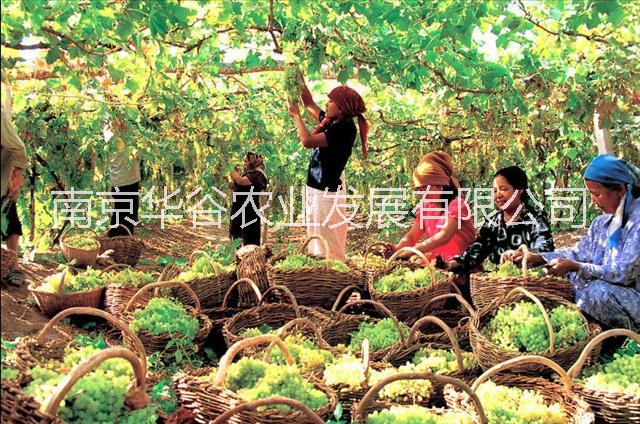 舒暢NJ99綁枝機(jī)HS編碼是多少