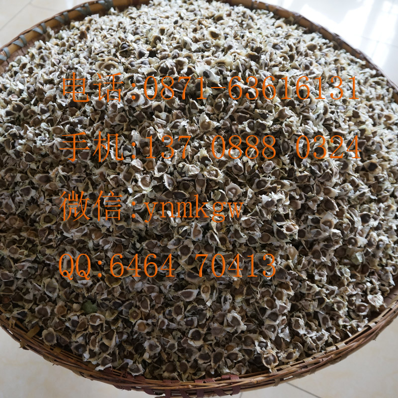 辣木籽哪里買(mǎi)，辣木籽的價(jià)格，辣木籽哪種好，辣木籽品種，辣木種子哪里買(mǎi)，辣木種子哪種好，云南滿(mǎn)澤辣木籽 種子，*辣木籽
