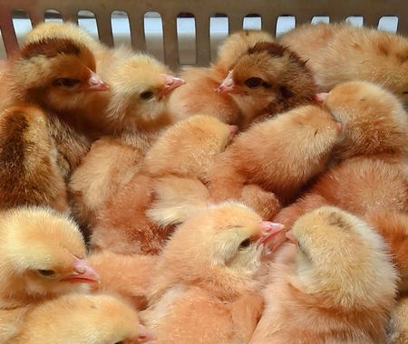 供應(yīng)優(yōu)質(zhì)山東笨雞苗  優(yōu)質(zhì)山東笨雞苗易飼養(yǎng)  好管理