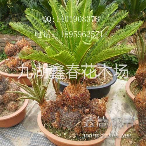 供應多頭鐵樹批發(fā),多頭蘇鐵價格,大型多頭鐵樹種植基地