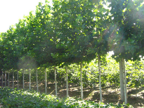 供應(yīng)法桐樹，法桐樹價格，山東法桐樹供應(yīng)商，法桐樹批發(fā)價格