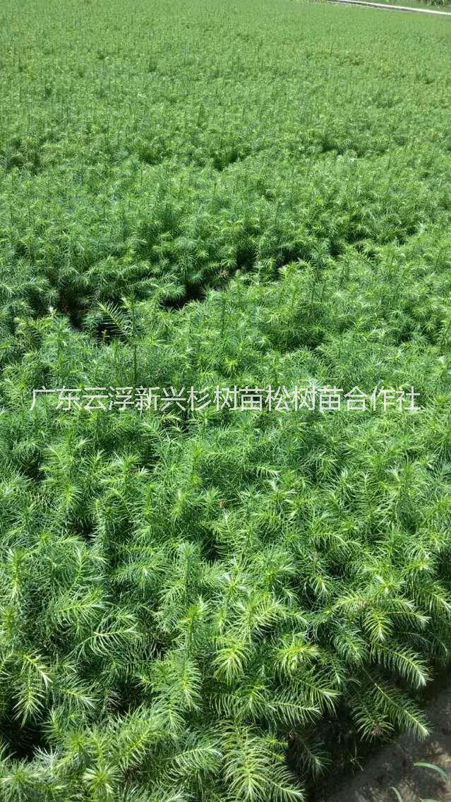 供應廣東河源杉苗-杉木苗-杉樹苗價格 杉苗種殖