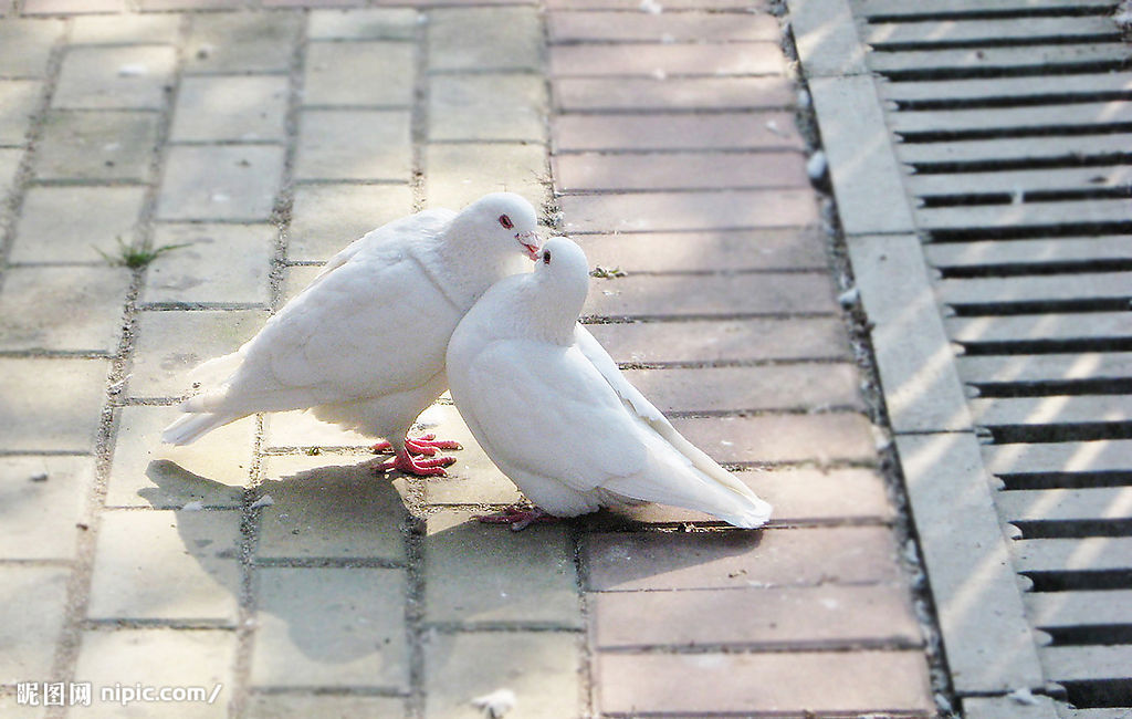 供應(yīng)用于做種的一對種鴿多少錢鴿子養(yǎng)殖利潤