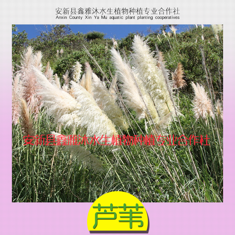 供應(yīng)宜賓種植蘆葦廠家，種植睡蓮荷花，香蒲，水蔥生態(tài)浮島，水生鳶尾，蘆竹等水生植物種植