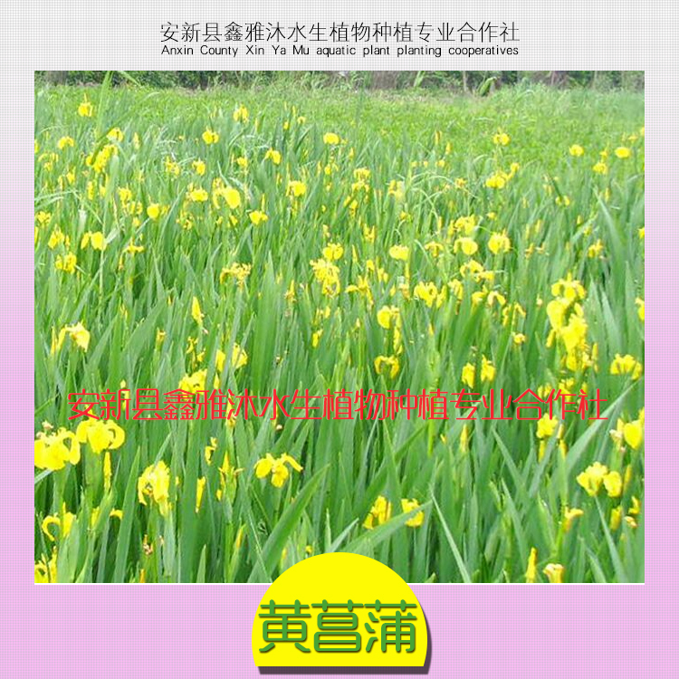 供應(yīng)阜新種植黃菖蒲，種植黃菖蒲方法，黃菖蒲種苗價格，黃菖蒲種植技術(shù)