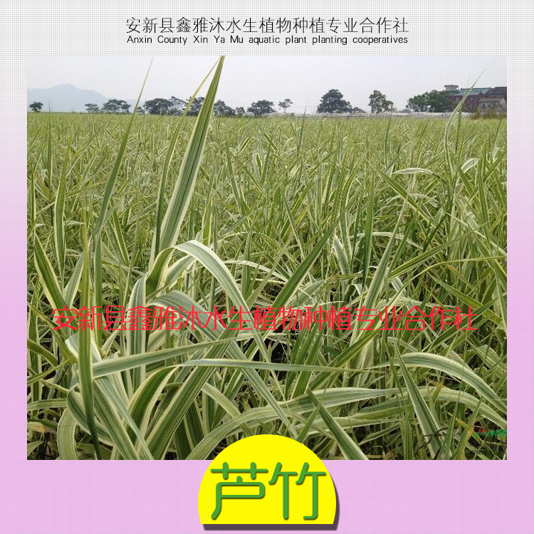 供應(yīng)自貢蘆竹種植方法，廠家種植睡蓮，香蒲，蘆葦，荷花，蓮子，種藕，千屈菜等
