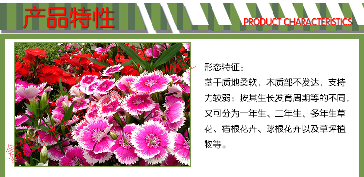 供應(yīng)【草花種苗批發(fā)】銷(xiāo)售千屈菜苗 ，睡蓮苗，荷花苗，香蒲苗，千屈菜等