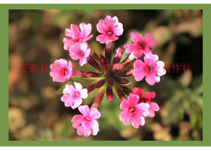 供应连云港草花种植/睡莲种苗销售/荷花种植技/荷花苗/芦苇苗等