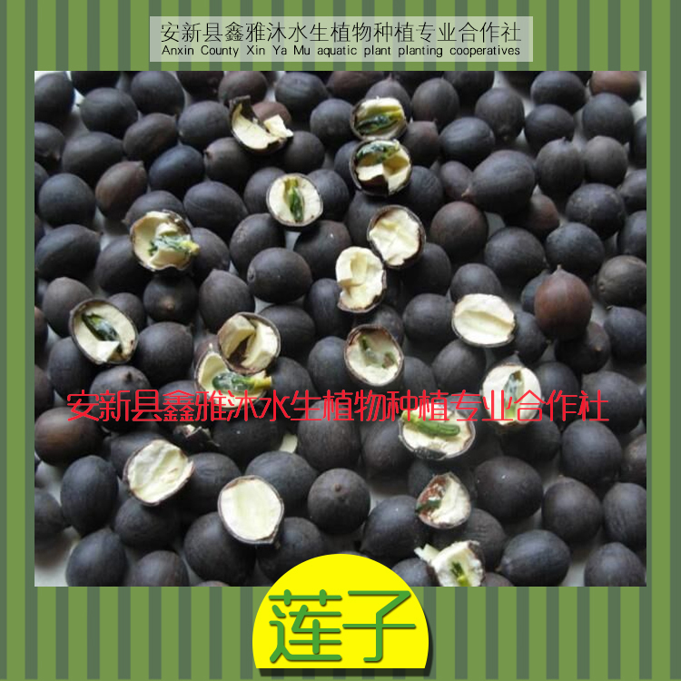 供應(yīng)荷花種子銷售公司 廠家銷售蓮子 批發(fā)荷花種子種植睡蓮 各種荷花種子