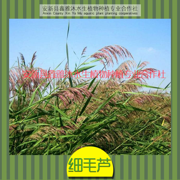 供應(yīng)保定蘆葦苗供貨商