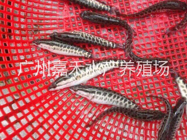 供應(yīng)用于食用的雜交生魚魚苗批發(fā)