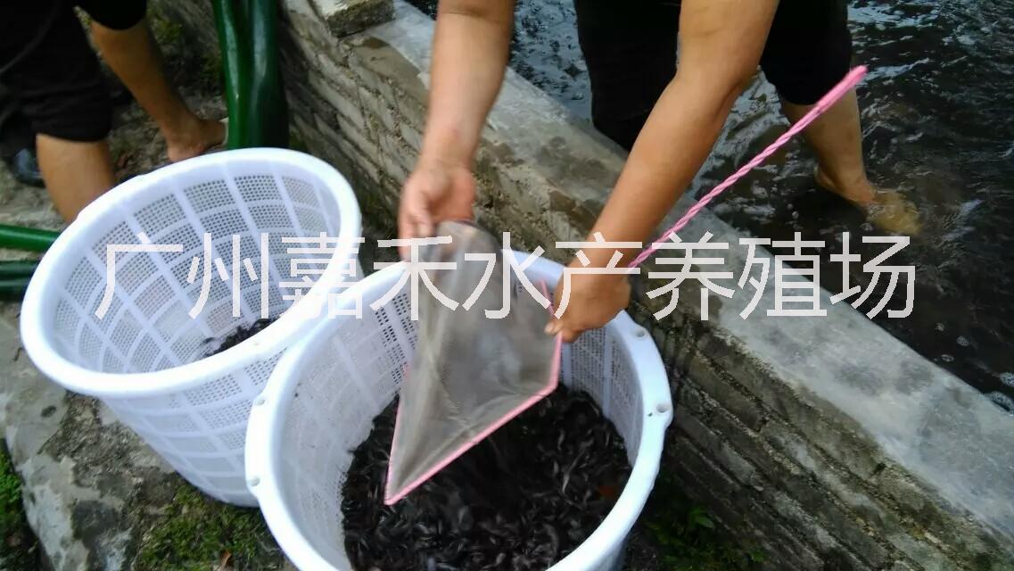 供應(yīng)用于食用的全國(guó)本地塘鲺魚(yú)苗批發(fā)