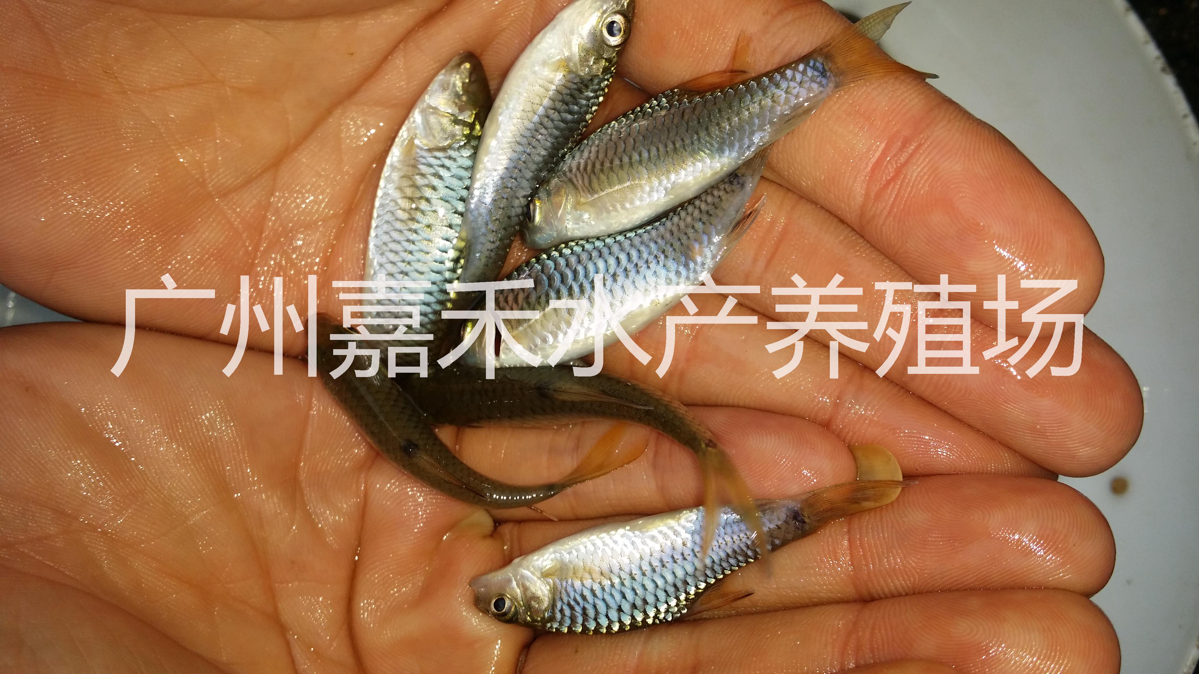 供應(yīng)用于食用|養(yǎng)殖的青竹鯉魚苗批發(fā)