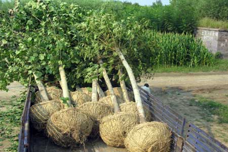 供應(yīng)107速生楊 保定速生楊 速生楊 速生楊價格