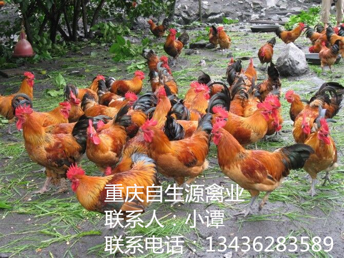2018土雞苗養(yǎng)殖行情走勢，土雞苗養(yǎng)殖發(fā)展空間，土雞苗批發(fā)零售