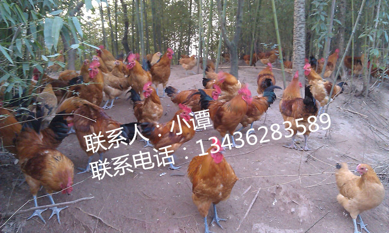 長(zhǎng)壽土雞苗，長(zhǎng)壽本地雞苗批發(fā)零售，買長(zhǎng)壽土雞健康長(zhǎng)壽