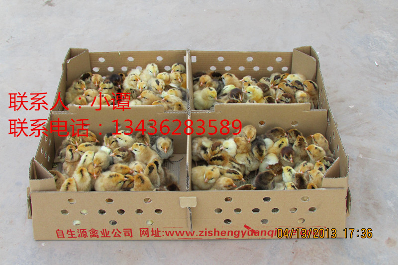石阡土雞苗，石阡綠殼蛋雞苗哪里有