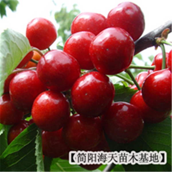供應(yīng)用于的供應(yīng)四川車厘子果樹苗,大櫻桃苗木