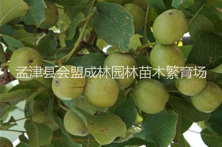 供應(yīng)成品核桃苗嫁接